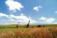 The Serengeti Plain